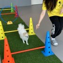 옐레드 애견유치원 애견호텔 하남미사점 이미지