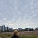 오룡중학교 | 코스모스 꽃 포토, 꽃말, 살살이꽃, 살사리꽃, 코스모스 피어 있는 길 노래