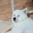 365청솔약국 네이버블로그