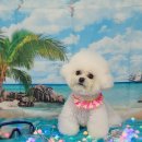 펫 살롱 파밀리에 이미지