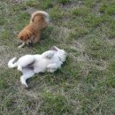 비룡농장 이미지