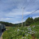 수국펜션 이미지