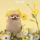 꽃보다 멍 이미지