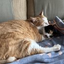 다다그루밍 이미지