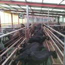 늘푸른흑염소3농장 이미지