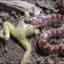 개구리반점 이미지