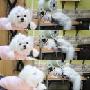 이브애견샵 이미지