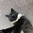 냥냥펀치 이미지