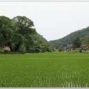 신읍리율대 | 화천군 신읍리 율대마을 물푸레나무