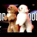 The Best Dog Auditions EVER On Got Talent From Around The World 이미지