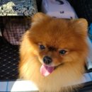 꽃담 멍발소 | 이천애견미용 꽃담멍발소에서 위생미용과 스파 후기