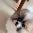 베베멍 | 사랑이 넘치는 하루하루, 베베멍 강아지분양 고양이분양 시흥본점 포메라니안분양 후기