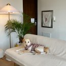 길상주유소 | 인천 강화도 | 강아지와 함께하는 독채펜션[일리스테이] 숙박 후기