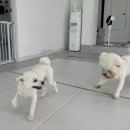 일리키독 이미지