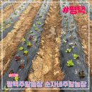 평택 순자네 주말농장 변산육묘장모종구매 초보농부2