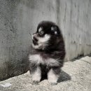 개츠비 켄넬 이미지