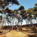 서산 해미읍성 드라마 촬영명소 소나무 우거진 황토숲