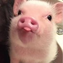 오리야홍돼가자 | 우리가 사랑한 건 추상화였음에도 불구하고