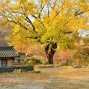 [261022. 목.]-[경상북도 은행나무 노거수 9곳]-[에너지경제신문 기사] 이미지