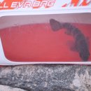 구조라방파제 이미지