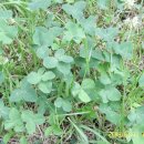 네잎클로버 이미지