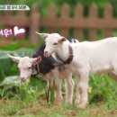 세딸목장 이미지