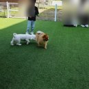 멍스베리 이미지