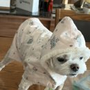 다라니농장 | 주말 김장, 보쌈 먹고 케이크 먹고 맥주 먹고...