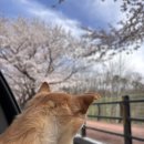 자양벚꽃100리길 이미지