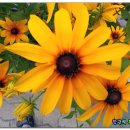 월성초등학교 이미지