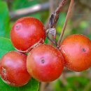 제주 올레길 15코스 A 이미지