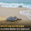 정원(願) | 야쿠시마 아침 바다거북 관찰회, 바다거북의 산란과 귀환을 지켜본 새벽