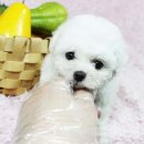 도그블랑 이미지