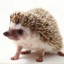 찬샘동물병원 이미지