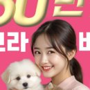 부산고양이분양 브라비펫 펫스테이션점 이미지