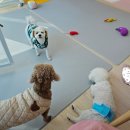 유성애견호텔 이미지