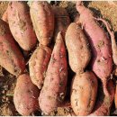 꿈을 심는 회사 이미지