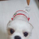 피자플렉스(연수점) 네이버블로그