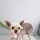 팡앤뭉치 이미지