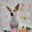 동그란 멍멍이 이미지