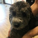 우정앤독스 이미지