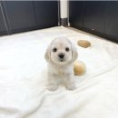 말티와푸들이사는집 | 창곡동강아지분양 스탠다드푸들 찾다가 퍼피플라워 위례점 방문한 솔직 후기