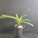 Paph. insigne var Sandrae 이미지