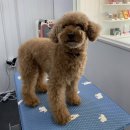 멍멍이 미장원 이미지