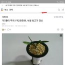 한국춘란 단엽중투 '태황' 이미지