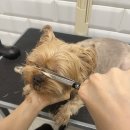 마이뷰티독 이미지