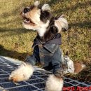 동백 숲속애견랜드 이미지