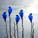 강아지나라 이미지