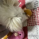 이노동물병원 이미지