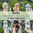 에르펫츠 강아지분양 고양이분양 다산점 이미지